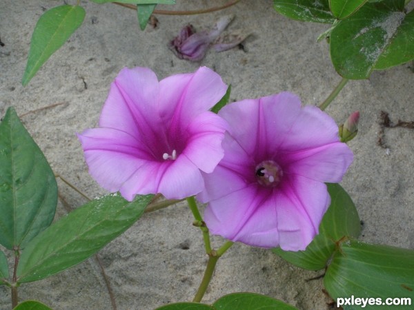 Pink Beach Flowers